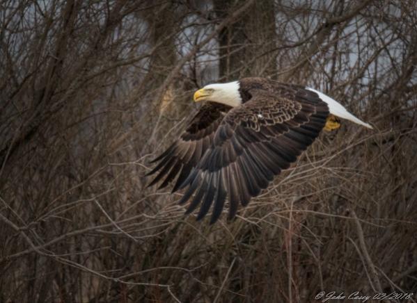 Bald Eagle in Central Minnesota